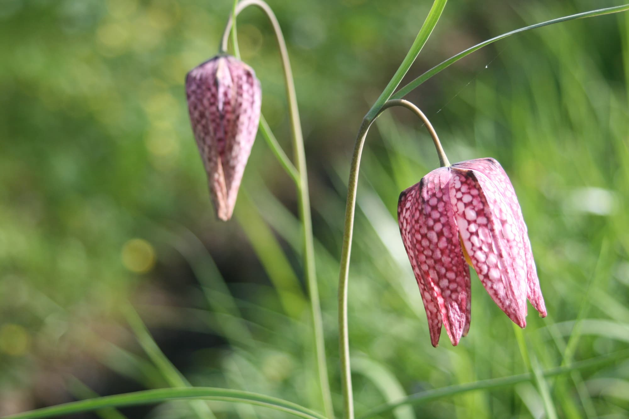 fritillaire-écumusée-véron©Aurore POVEDA