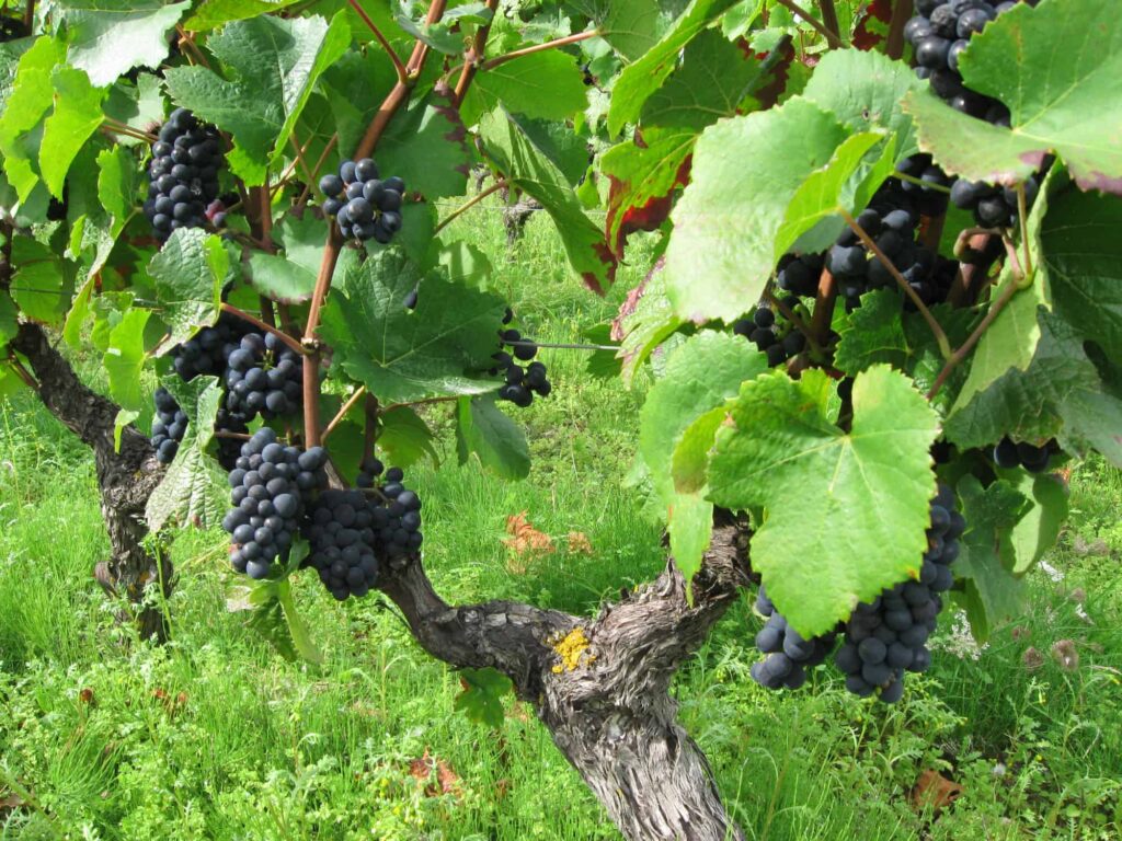 vignes valencay -(c) ADPVFAV - A. Normant