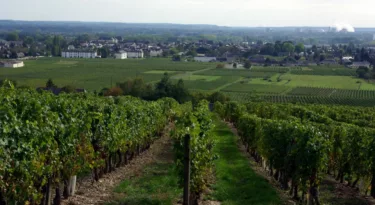 vignobles-bourgueill-(cc)Duch.seb