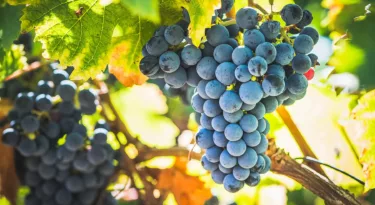 Raisins vignes Bourgueill