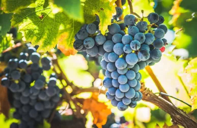 Raisins vignes Bourgueill