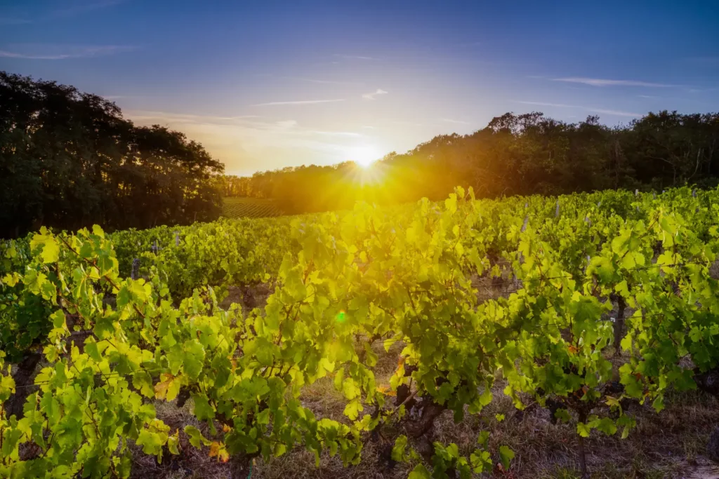 Paysage du vignoble Bourgueil