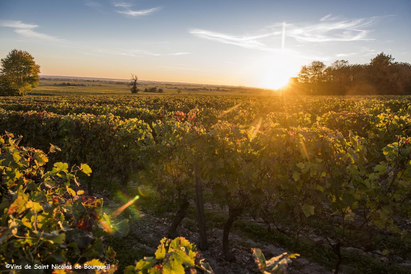 Coucher de soleil sur les vignes - AOC Saint-Nicolas-de-Bourgueil