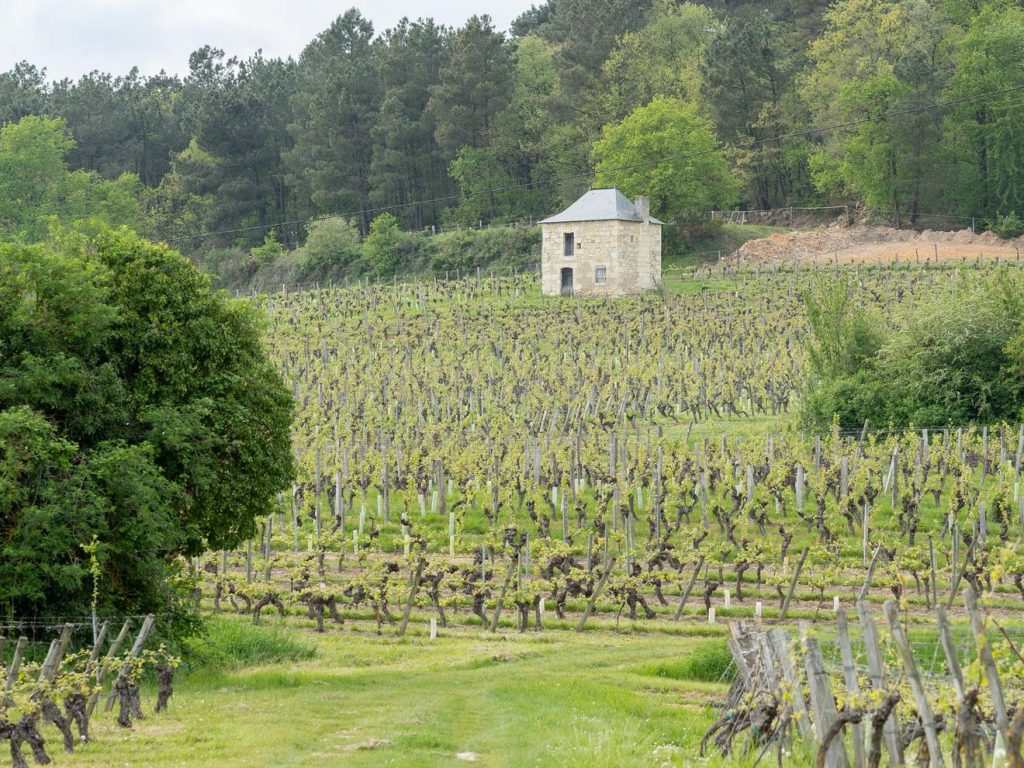 La vigne en bourgeon - Bourgueil