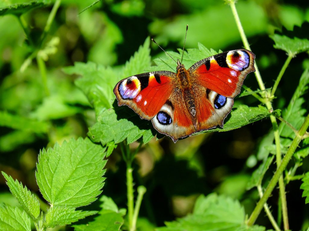 Papillon pixabay public domain - My Loire Valley