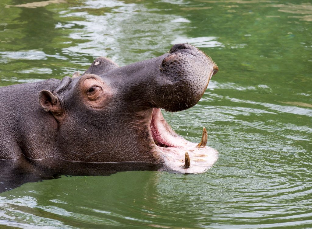 la-reserve-des-hippopotames-©zooparc de beauval