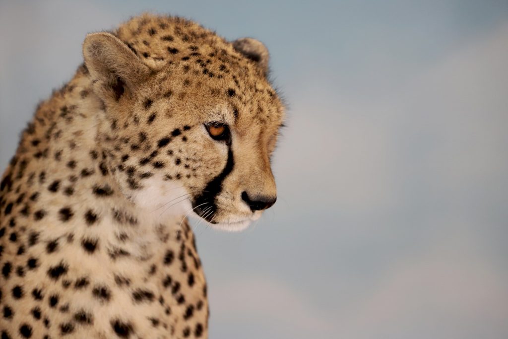 guepard - © zooparc de beauval