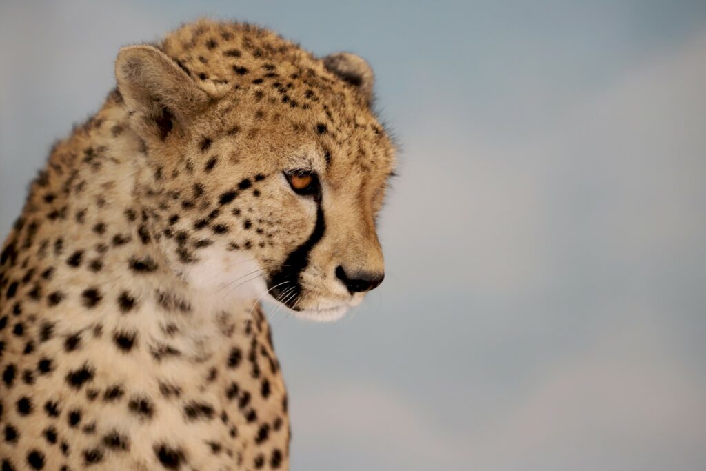 guepard - © zooparc de beauval