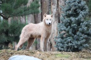 loup arctique - © zooparc de beauval