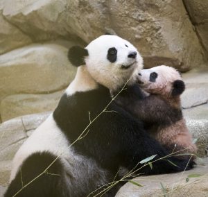 panda famille - © zooparc de beauval