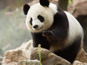 pandas-zooparc-de-beauval