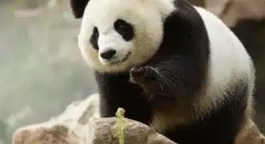 pandas-zooparc-de-beauval-1320x990