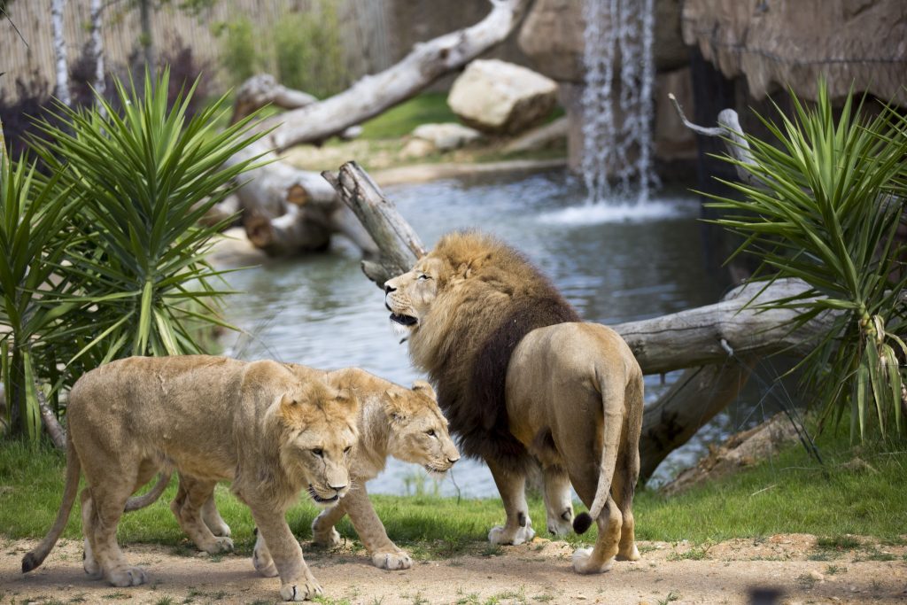 terre des lions - © zooparc de beauval