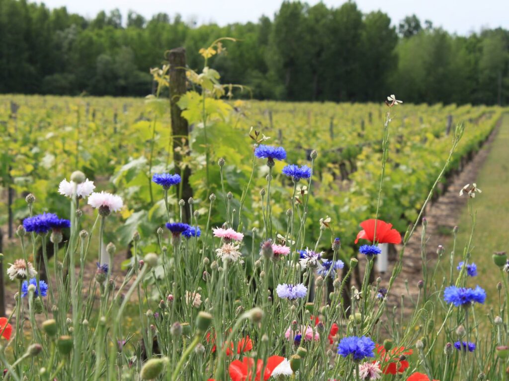 Vignes et fleur - Bourgueil