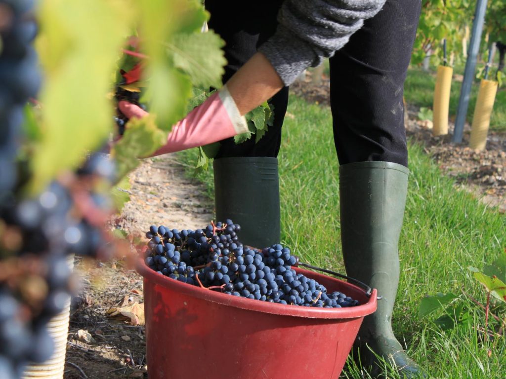 Ramassage de raisins dans les vignes - Bourgueil