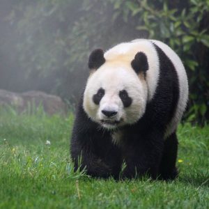 zoo-beauval-panda©Pauline Bonnet