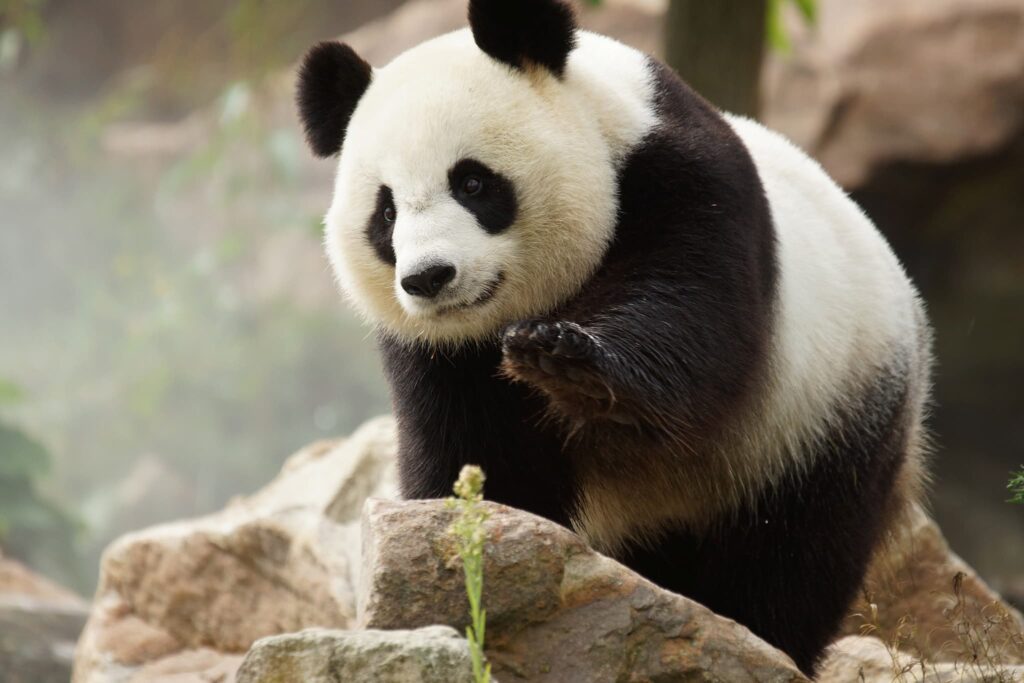 pandas-zooparc-de-beauval-01