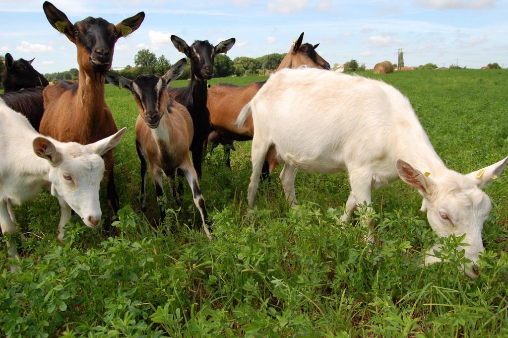 3 races de chèvres - Chabichou du Poitou