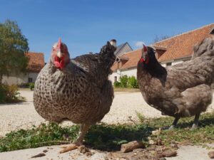 Poules du Domaine du Travail Coquin