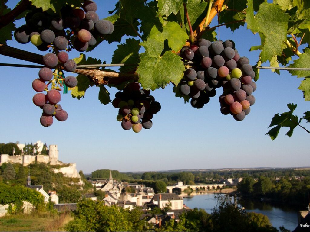 Vins de Chinon, Touraine