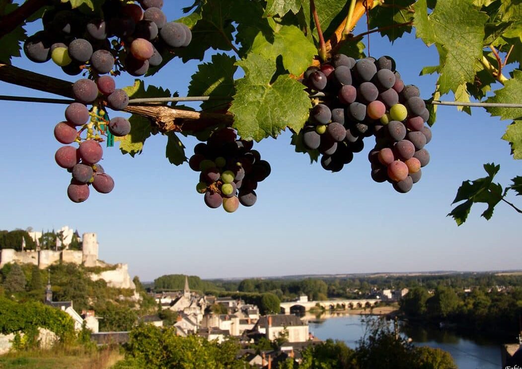 Vins de Chinon, Touraine