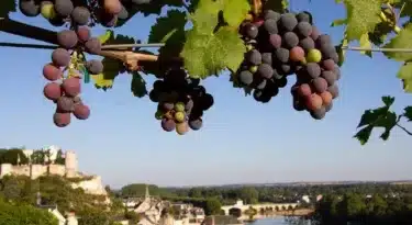 Vins de Chinon, Touraine
