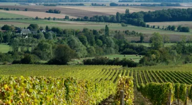 vignobles-menetou-salon-vins-centre-loire-BIVC-jkt2pttisnqrwy3jzpc1