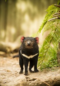 diable de tasmanie - zoo de beauval