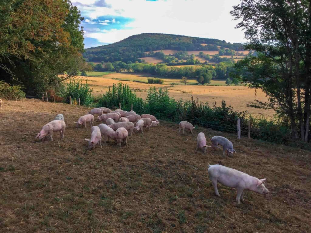 Jambon-du-Morvan-parc-naturel-regional