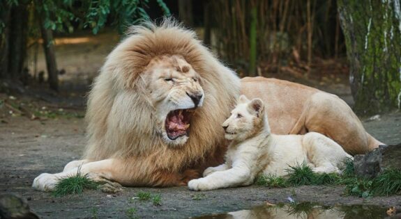 Zoo de la Flèche