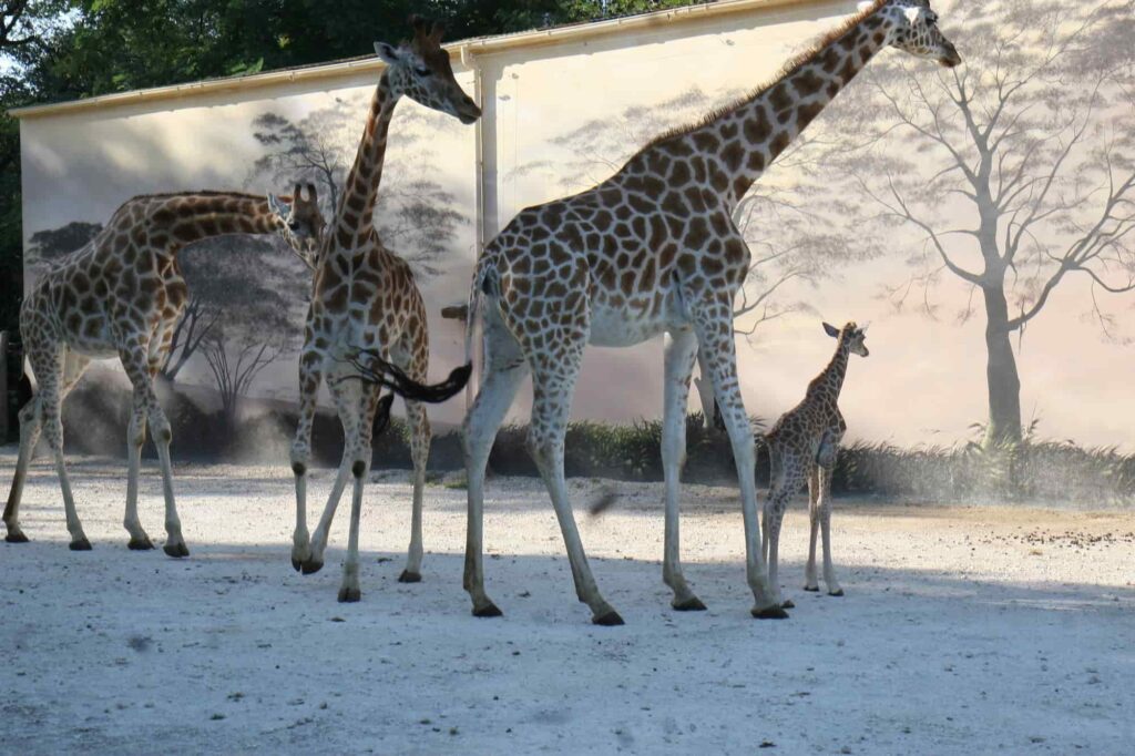 Zoo de la fleche - girafes