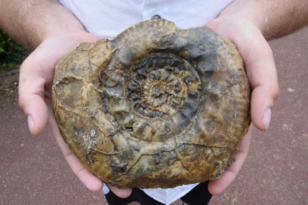 sancerre jurassic tour