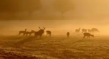 faune de sologne