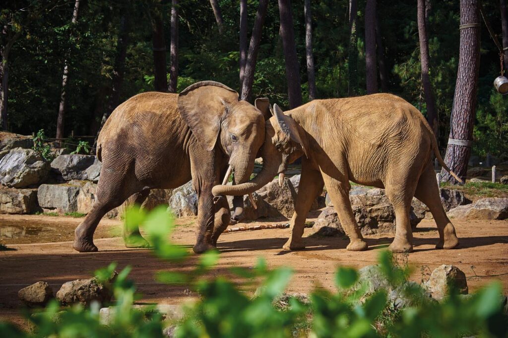 zoo de la fleche - elephant