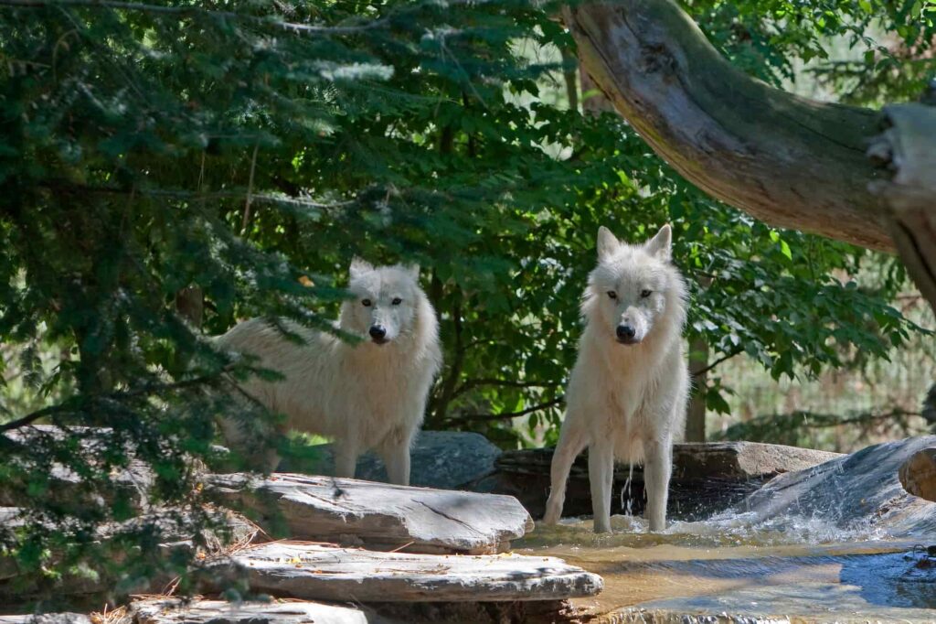 zoo de la fleche - loups
