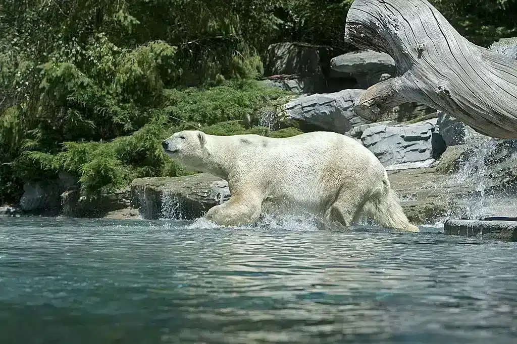 zoo de la fleche - ours polaire