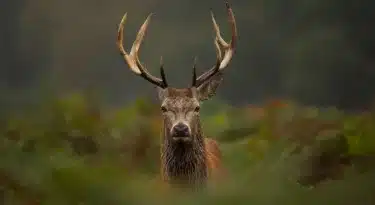 cerf_domaine_du_ciran_sologne