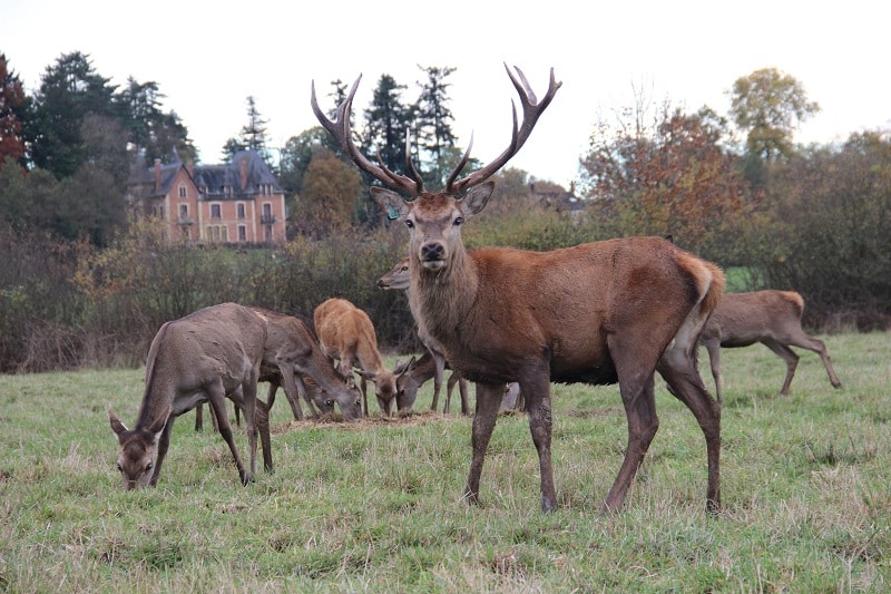 Cerf : La saison du brame est ouverte - Terres et Territoires