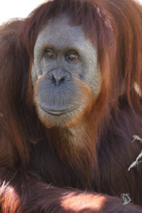 Orang-Outan zoo de La Boissière-du-Doré