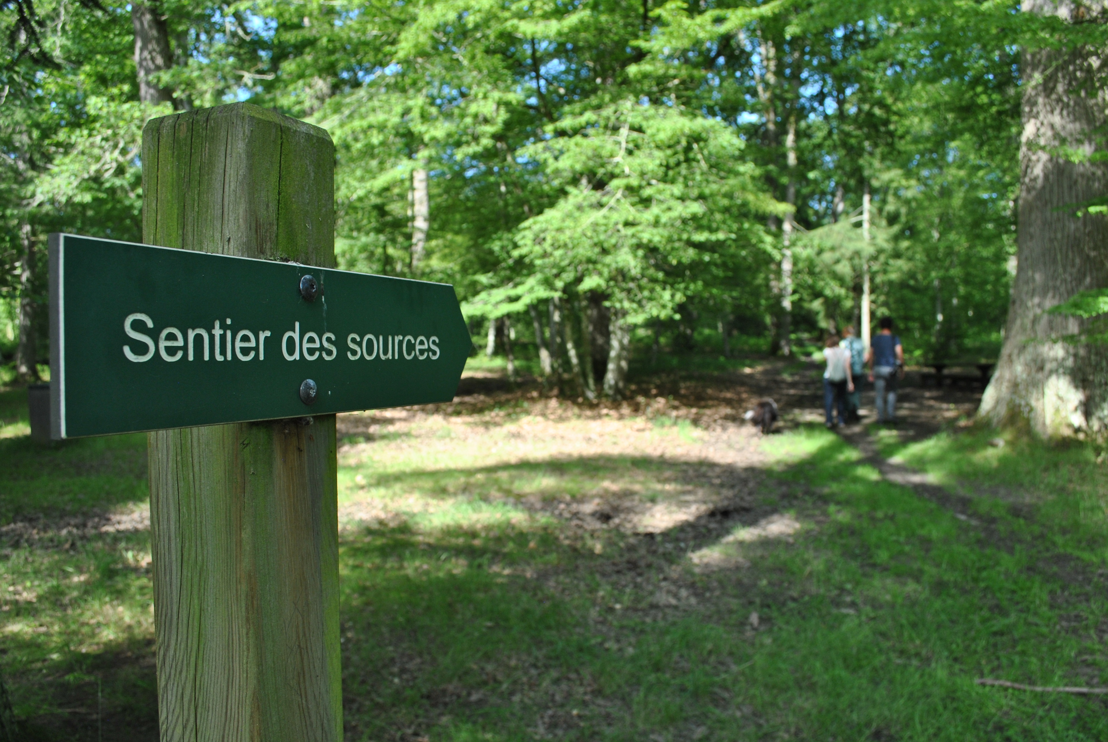 forêt d'orléans - sentier source