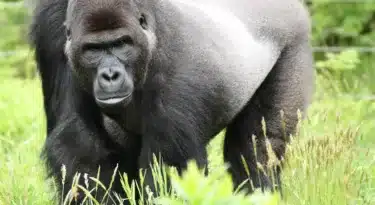 zoo de La Boissière-du-Doré
