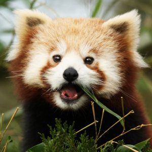 Nourrissage Panda Roux Zoo de La Boissière-du-Doré