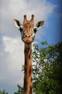 Girafe Zoo de La Boissière-du-Doré