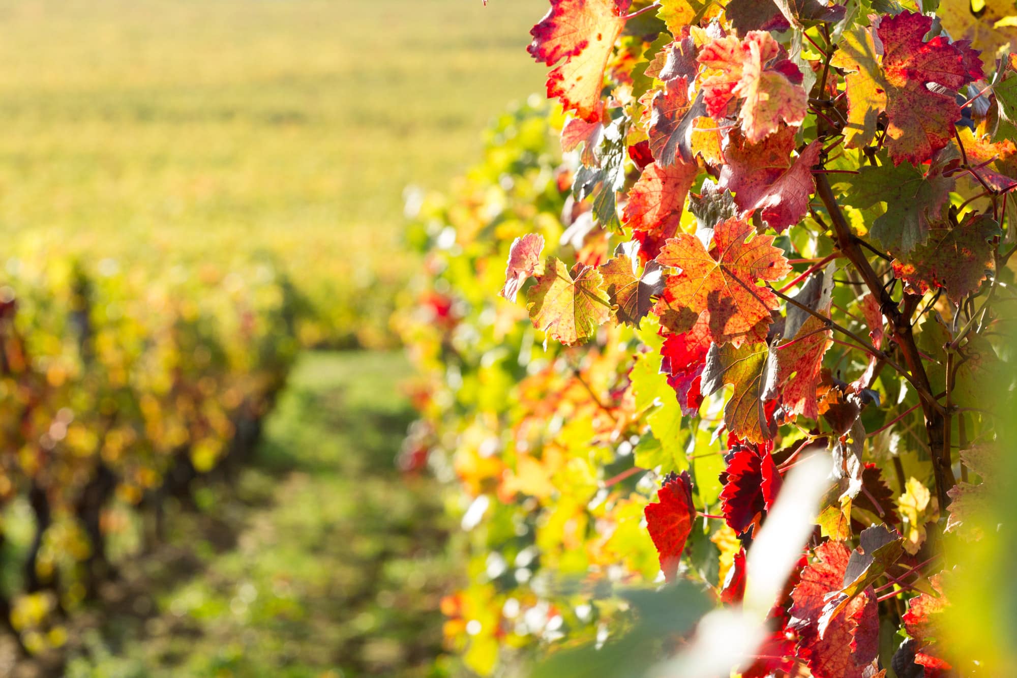 Vignes de Bourgeuil