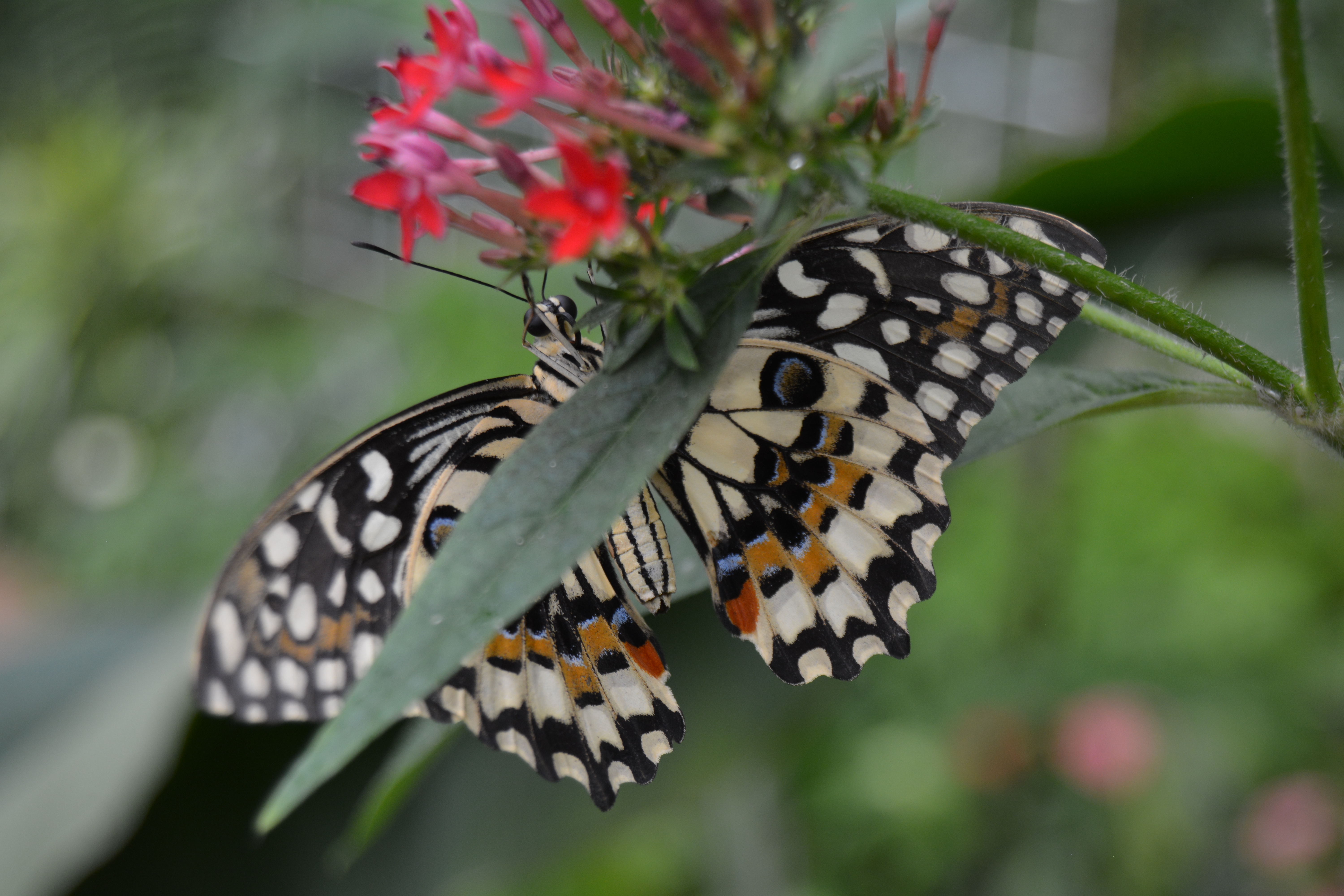 serre aux papillons - parc floral de la source