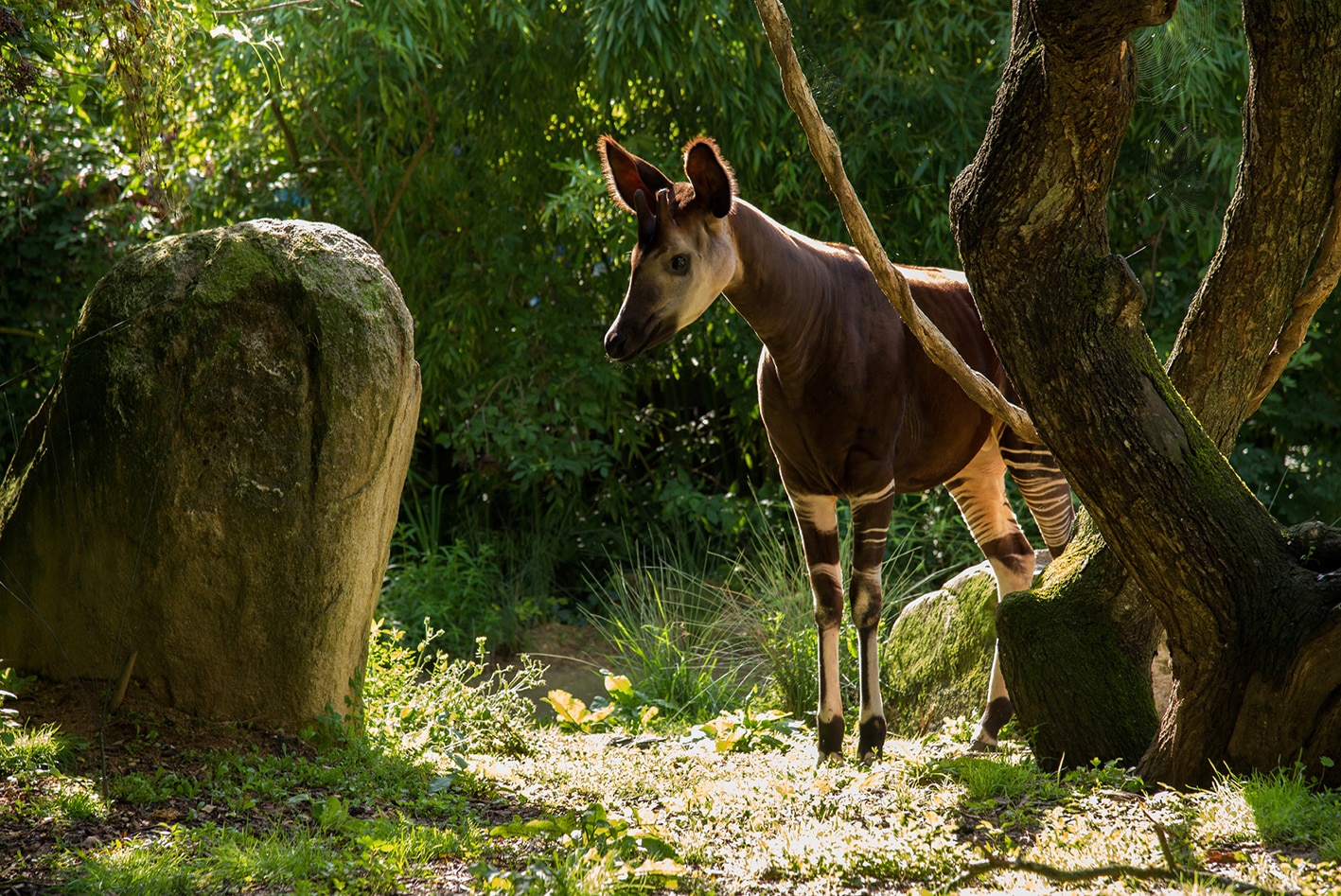 bioparc de doué la fontaine zoo en anjou