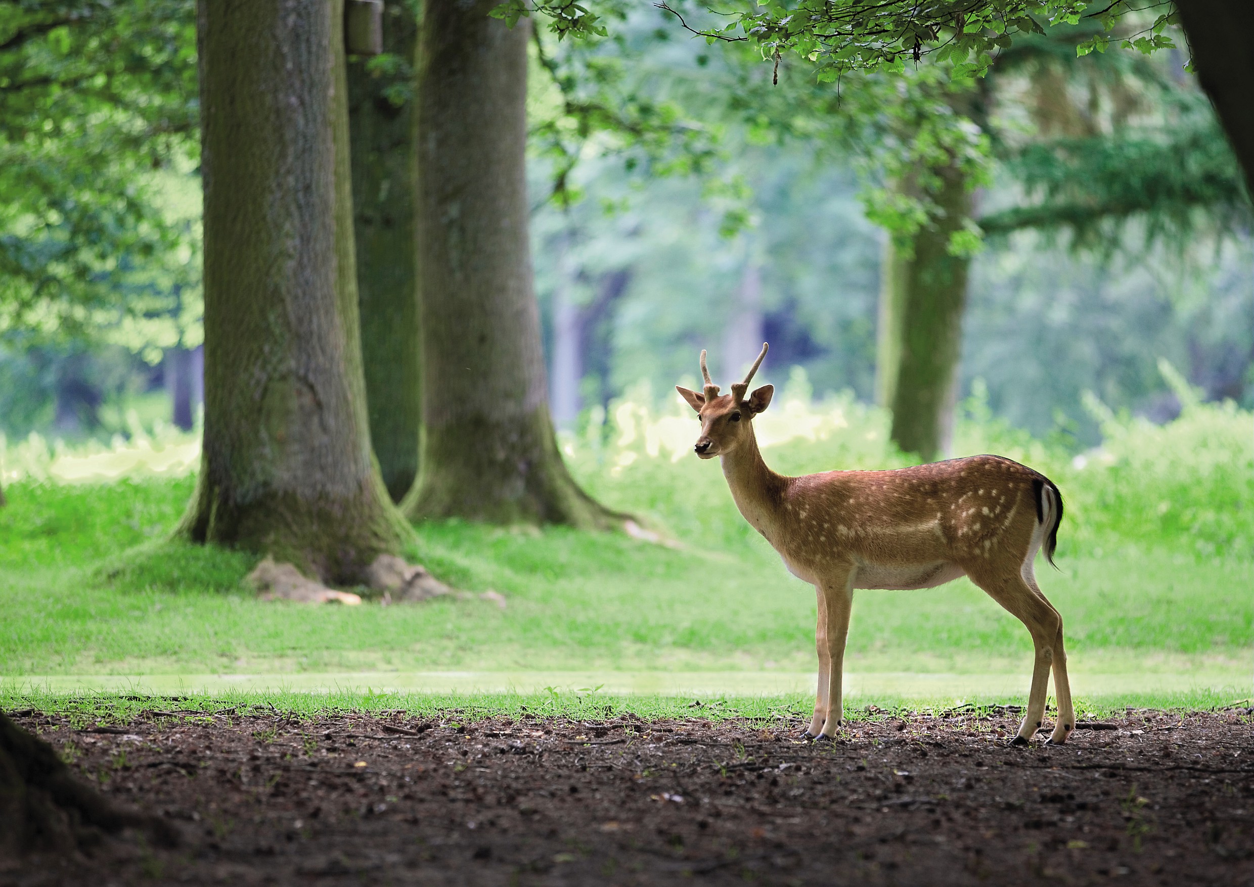 Center-Parcs-Les-Hauts-de-Bruyeres-Nature