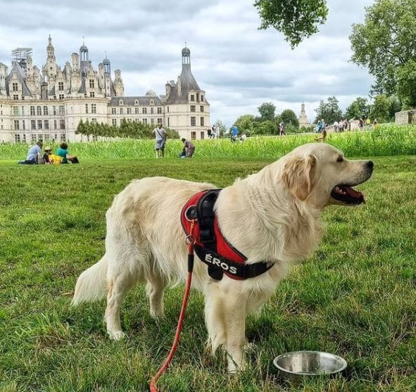 chien chambord