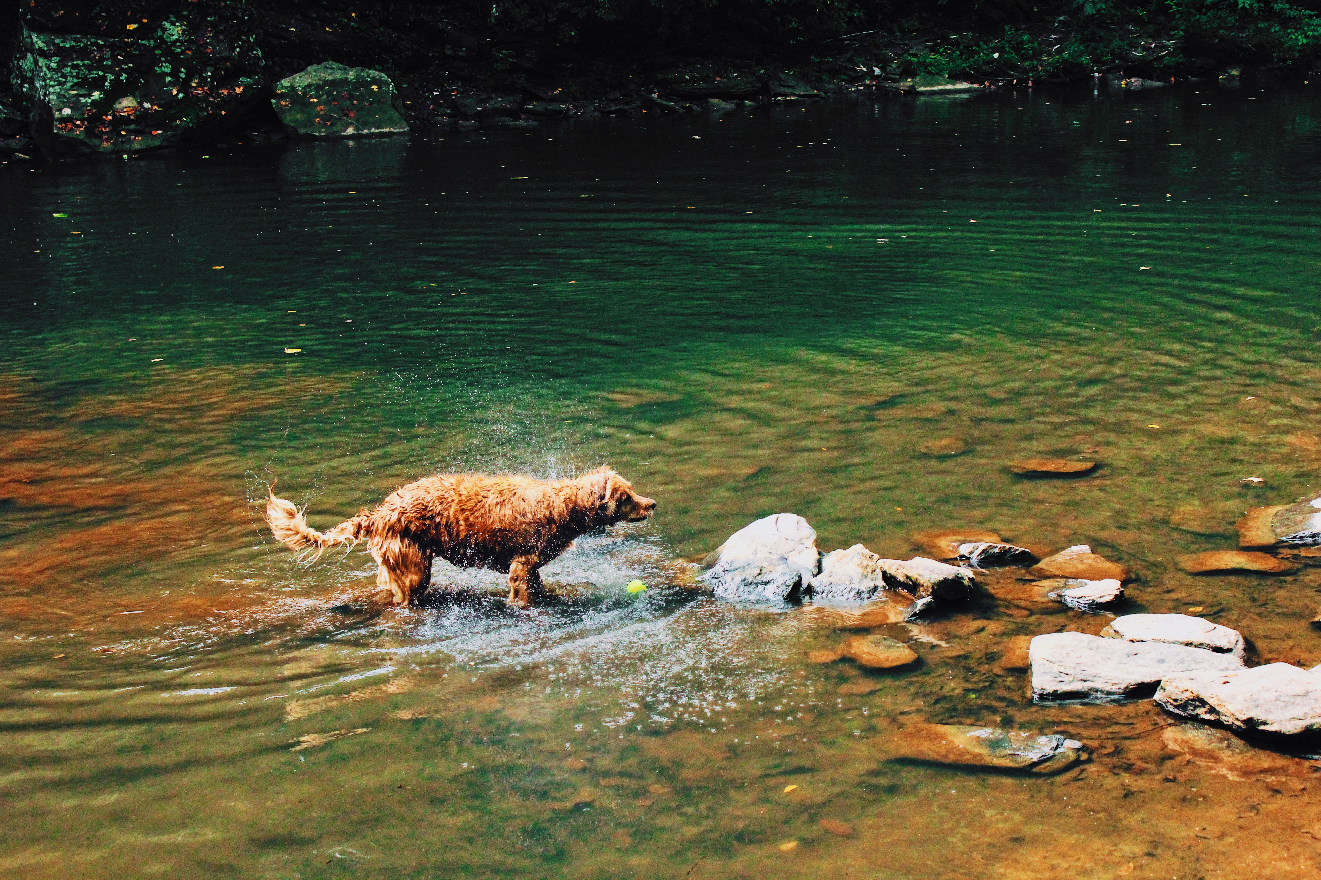 visiter le val de Loire avec son chien