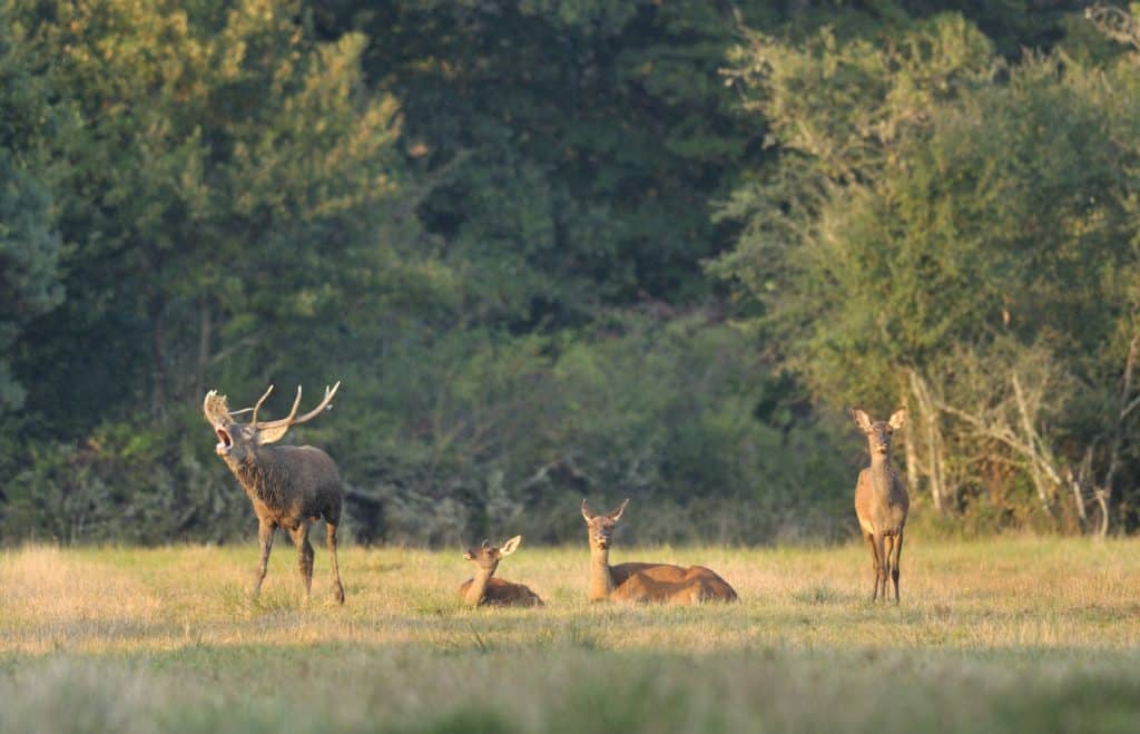 loire-nature-decouverte-Cerfs_©PBousseaud CRT